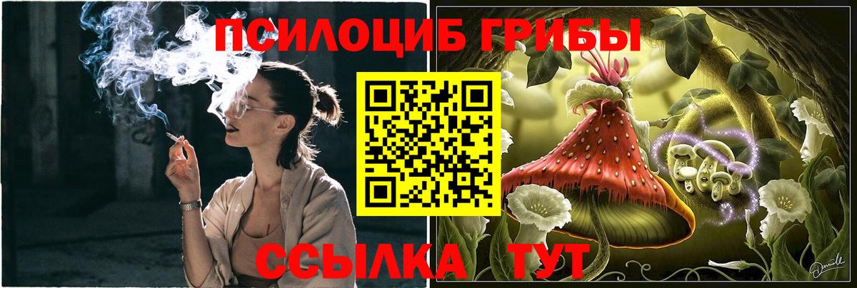 Псилоцибиновые грибы Psilocybe  Вход с VPN  Северобайкальск 